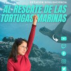 Podcast Estación Divulgaciencia: Al rescate de las tortugas marinas